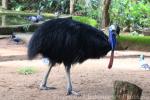 Southern cassowary