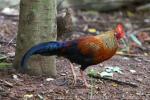 Sri Lanka junglefowl