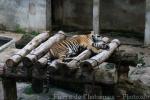 Mainland (Bengal) tiger