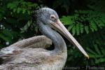 Spot-billed pelican