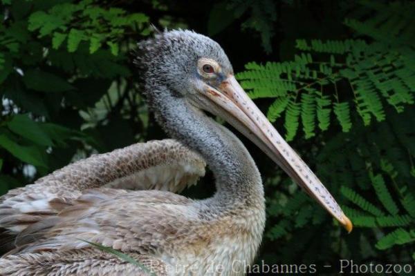 Spot-billed pelican
