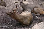 Sri Lankan sambar deer