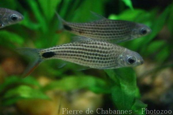 Asoka barb