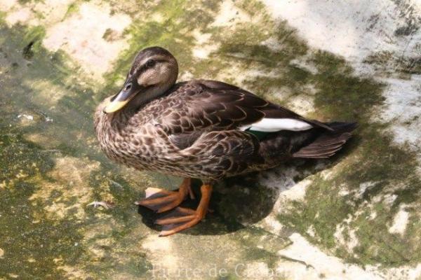 Indian spot-billed duck