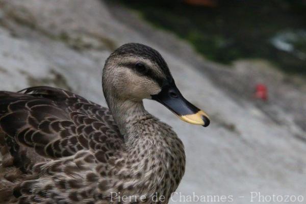 Indian spot-billed duck