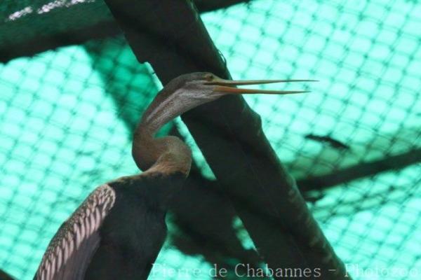 Oriental darter