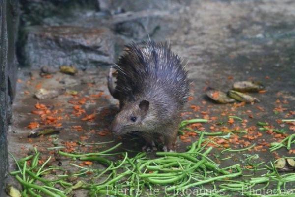 Asiatic brush-tailed porcupine