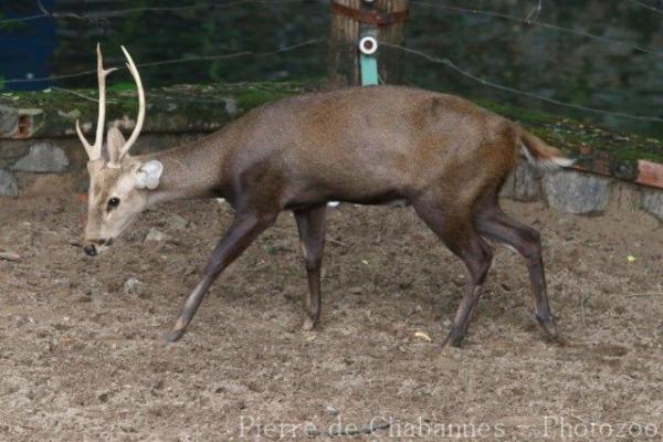 Indian hog deer