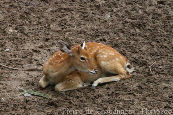 Vietnamese sika deer