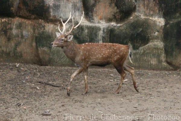 Vietnamese sika deer