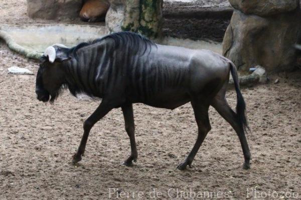 Blue wildebeest