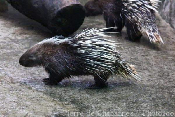 Chinese porcupine