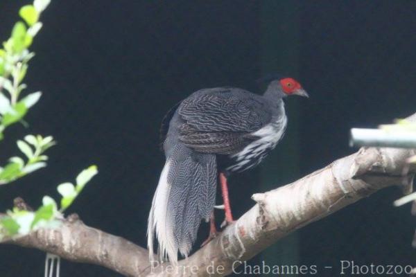 Silver pheasant