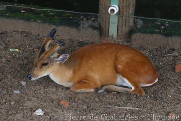 Northern red muntjac