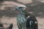 Changeable hawk-eagle