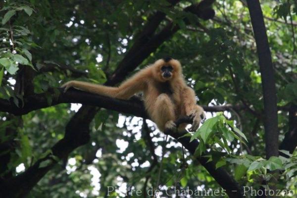 Red-cheeked crested gibbon