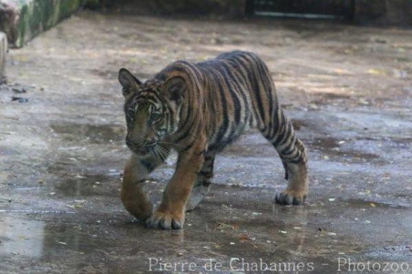 Mainland (Indochinese) tiger