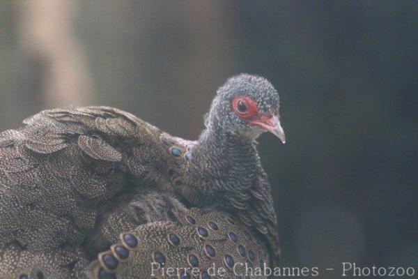 Germain's peacock-pheasant