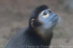 Black-shanked douc langur