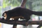 Black giant squirrel