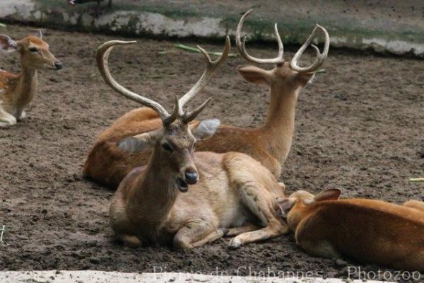 Siamese brow-antlered deer