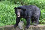 Asian black bear