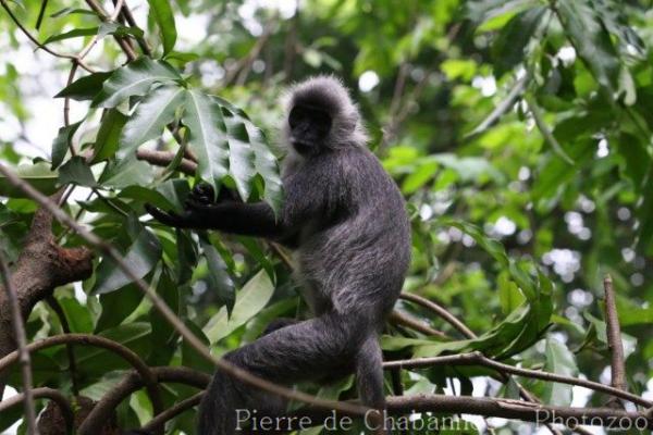 Annamese silver langur