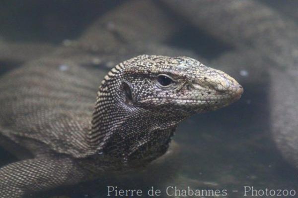 Bengal monitor