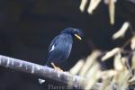 Great myna