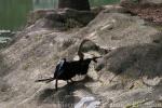 Oriental darter