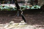 Oriental darter