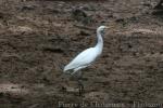 Intermediate egret