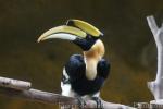 Great hornbill