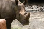 Southern white rhinoceros