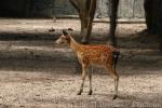 Vietnamese sika deer