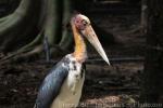 Lesser adjutant