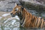 Mainland (Indochinese) tiger