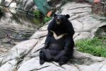 Asian black bear