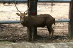 Indochinese sambar deer