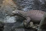 Bengal monitor