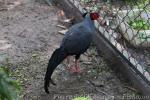 Siamese crested fireback