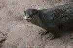 Smooth-coated otter