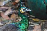 Green peafowl