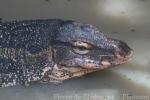 Common water monitor