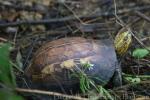 Indochinese box turtle