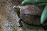 Keeled box turtle