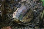 South Vietnam box turtle