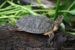 Stripeneck leaf turtle