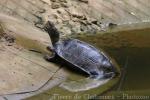 Giant Asian pond turtle