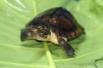 Annam leaf turtle